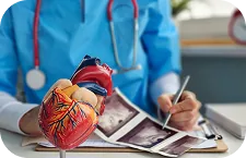 An anatomical model of the human heart and cardiology results on a doctor's desk, a private polyclinic in Belgrade