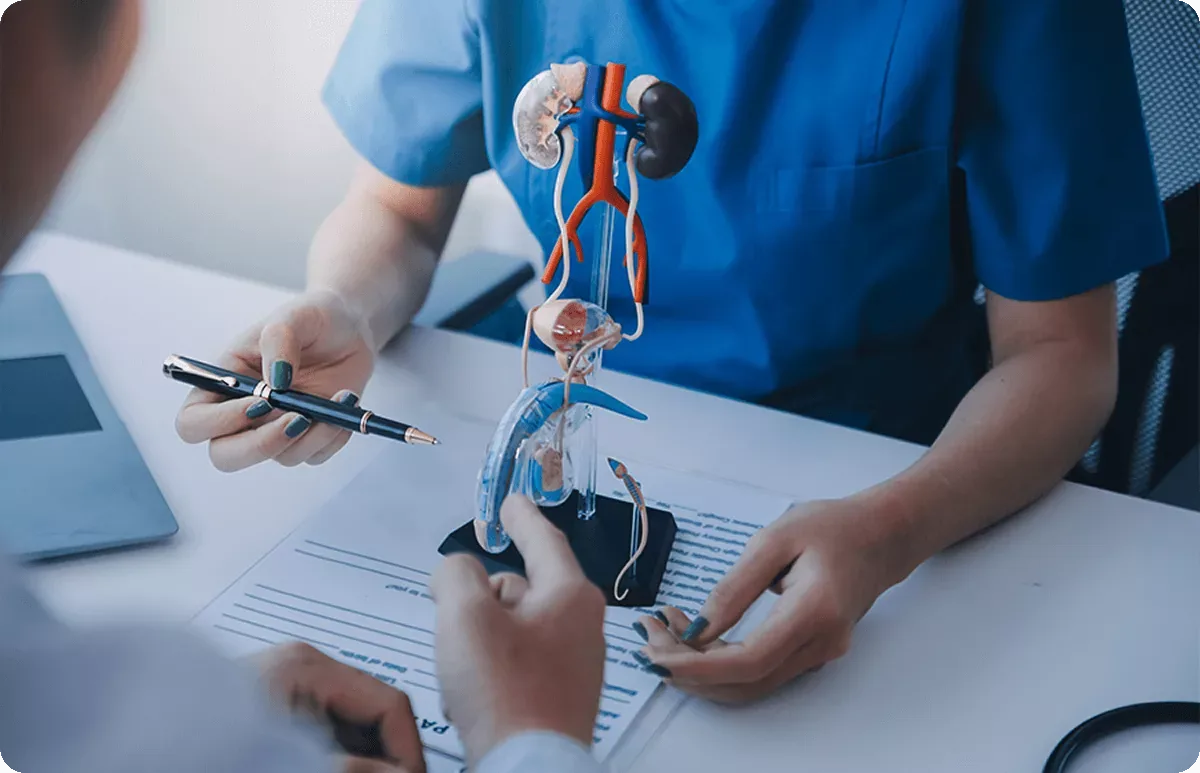 Urologist showing a patient an anatomical model of the kidney and urinary tract during a consultation, private clinic in Belgrade.